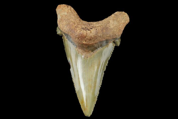 Serrated, Fossil Auriculatus Tooth - North Carolina #173780